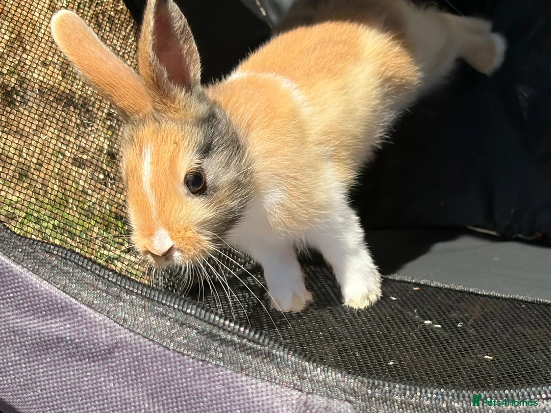 Mixed Breed rabbits for sale: mixed breed lionhead/netherland dwarf bunnies  in King's Lynn - Advert 1