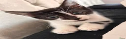 Mixed Breed cats for sale: half maine coon kittens🤍 - Advert 9