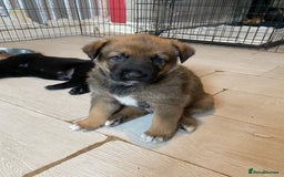Mixed Breed dogs for sale: belgian malinois / czech shepherd puppies  - Image 5
