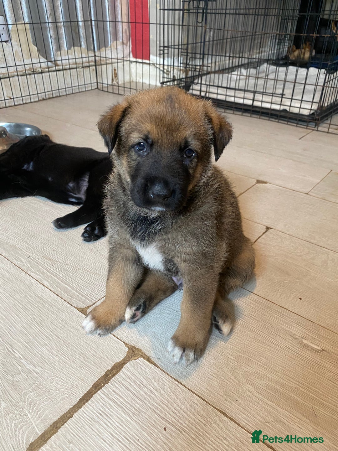 Mixed Breed dogs for sale: belgian malinois / czech shepherd puppies  - Image 5
