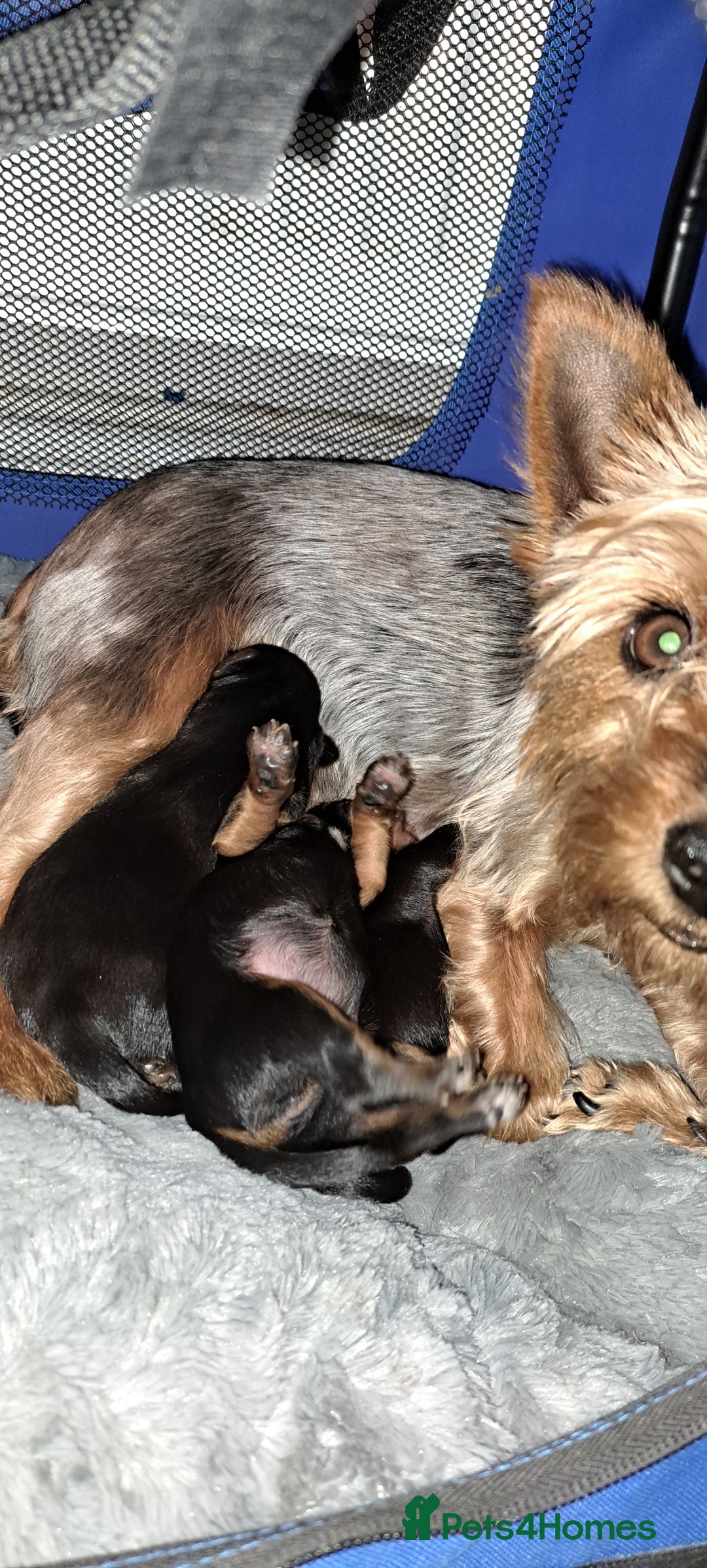 Yorkshire Terrier dogs for sale: 3 beautiful yorkshire terrier puppies  - Image 1
