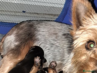 Yorkshire Terrier dogs - Advert 2