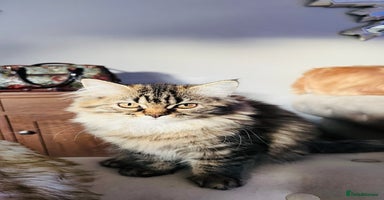 Persian cats - Advert 7