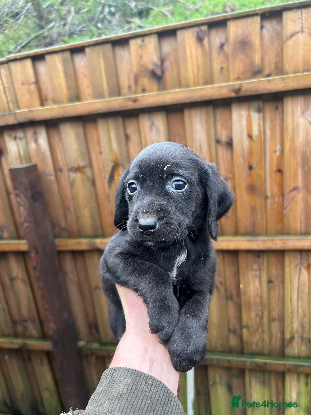 Cockerdor dogs for sale: Cockeradors for sale  - Advert 4