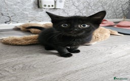 British Shorthair cats for sale: 4 beautiful kittens for sale  - Image 4