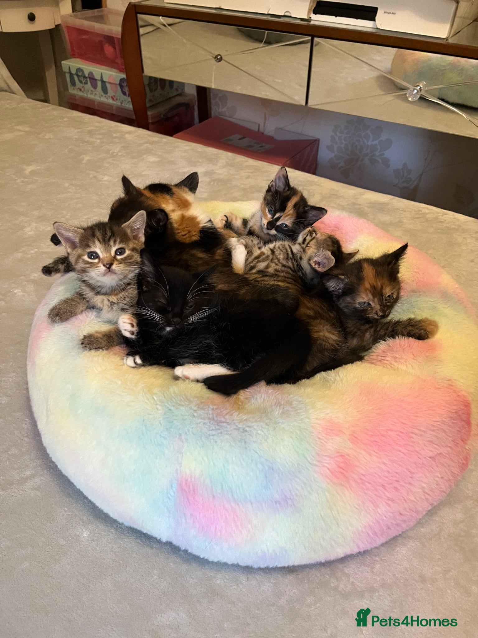 Mixed Breed cats Two kittens ready for their new home  🐾🤍 - Advert 13