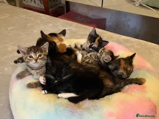 Mixed Breed cats Two kittens ready for their new home 🐾🤍 - Advert 13