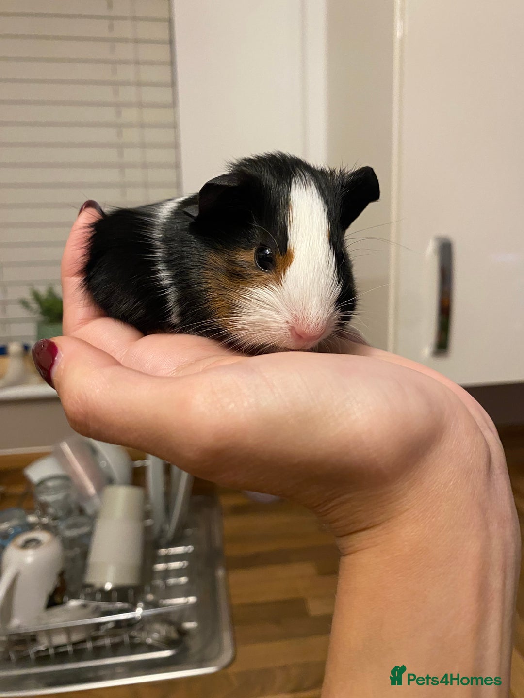 Guinea Pig rodents for sale: Baby female Guinea pigs - Image 11