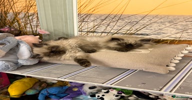 Persian cats Persians blue eyes  - Advert 12