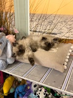 Persian cats Persians blue eyes - Advert 12