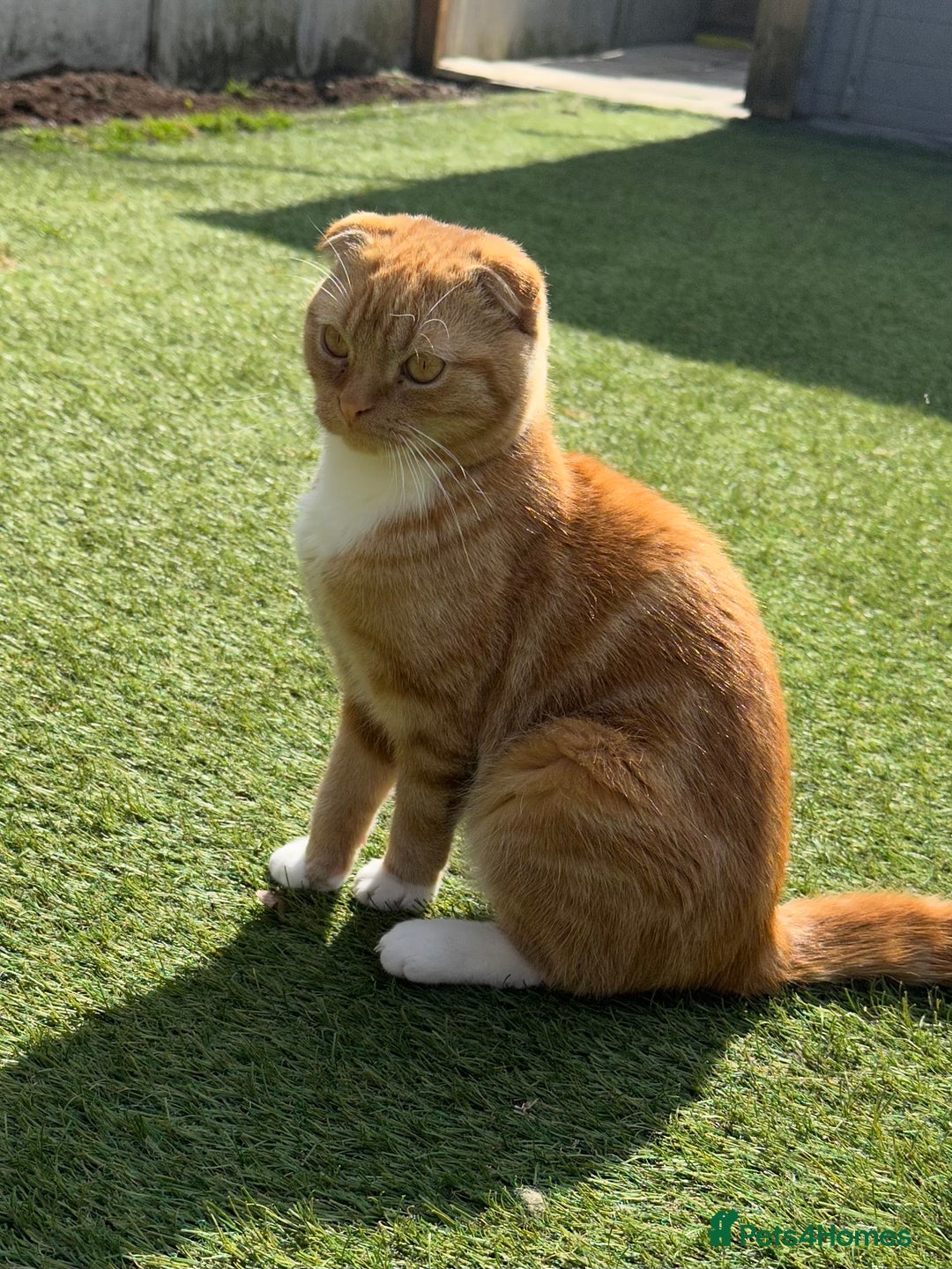 Scottish Fold cats for sale: Intact rare Golden tuxedo boy 11mths - Image 1
