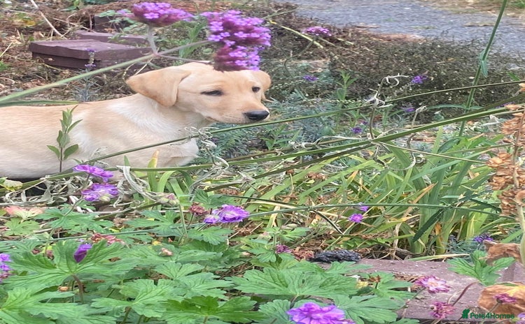 Labrador Retriever dogs - Advert 9