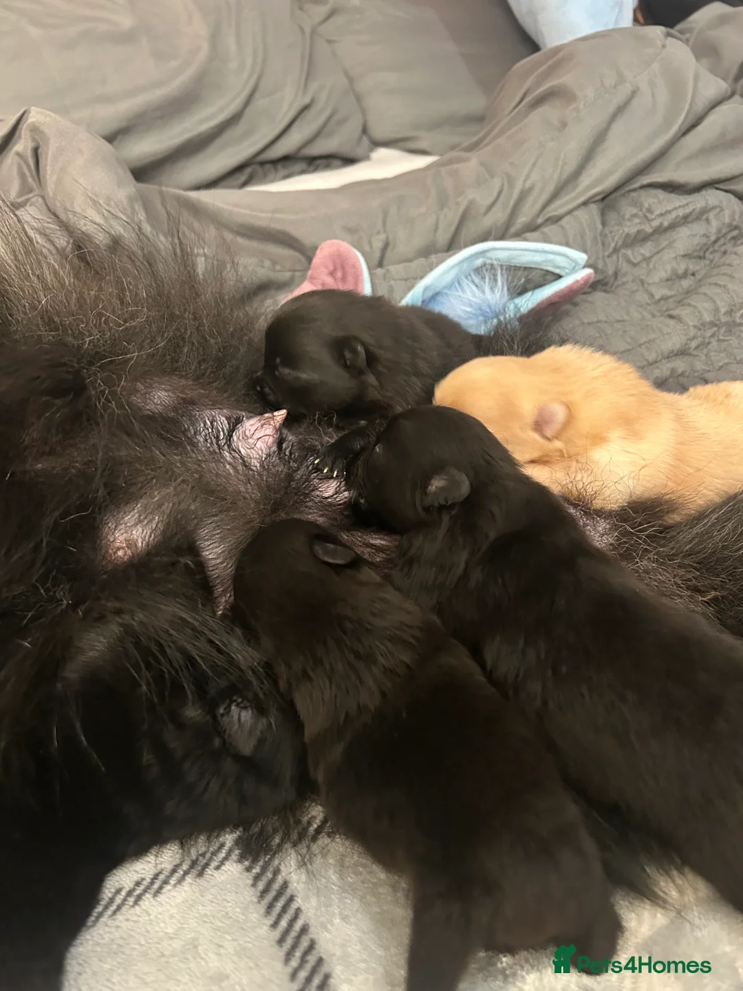 Pomeranian dogs for sale: Beautiful full Pomeranian  - Advert 2