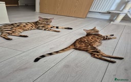 Bengal cats for sale:  🐾Four Beautiful Bengal Kittens🐾 - Image 9