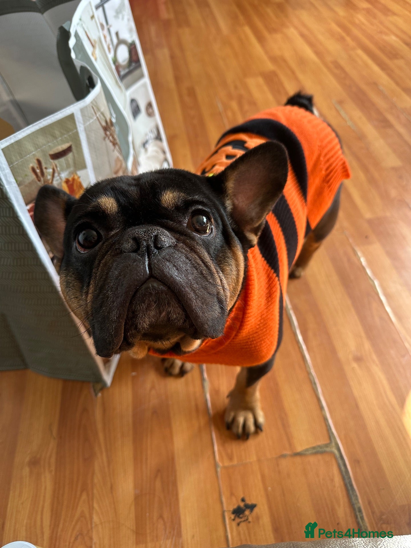 French Bulldog dogs for sale: French bulldog  - Advert 7