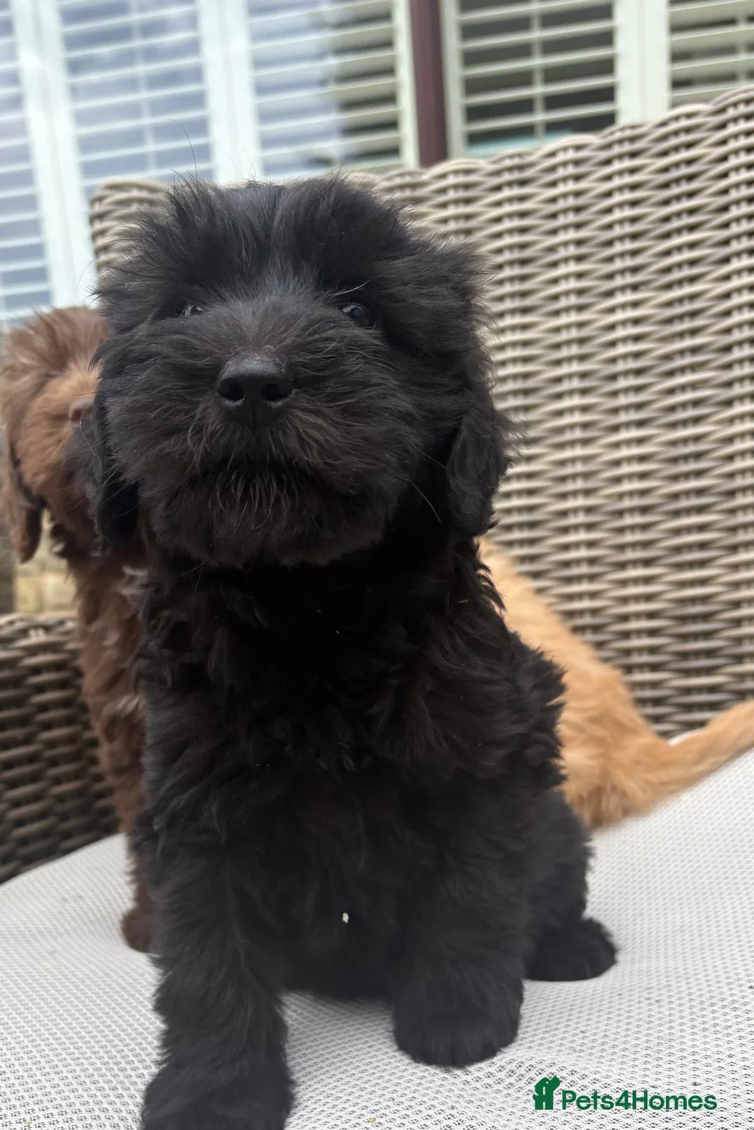 Labradoodle dogs for sale: Beautiful Labradoodle puppy! - Advert 2