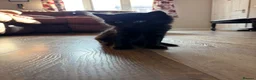 Mixed Breed cats for sale: Maine Coon Kittens  - Advert 6