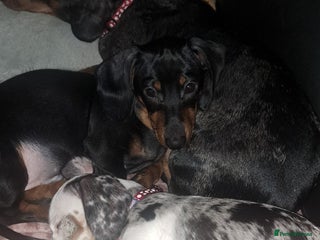 Miniature Dachshund dogs Stunning Pie-bald White Dapple Dachshund Girl Pup - Advert 1