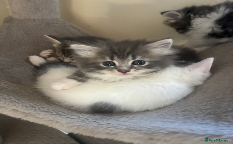 Domestic Shorthair cats - Advert 15