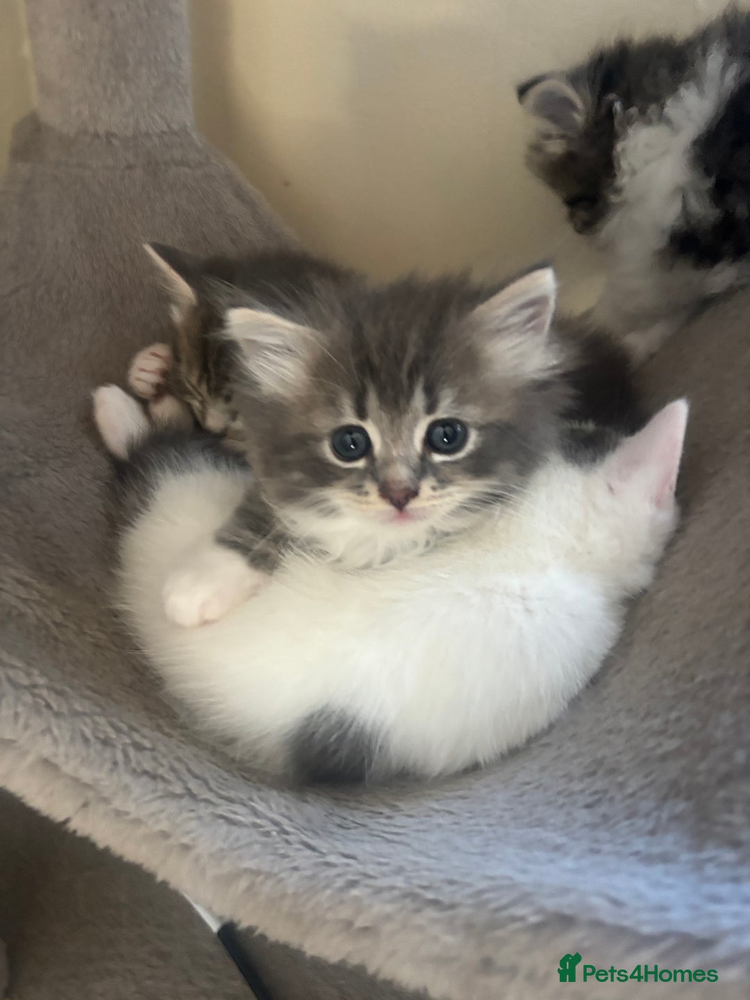 Domestic Shorthair cats for sale: 4 gorgeous kittens for sale - Image 6