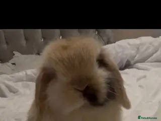 Mini Lop rabbits PEDIGREE MINI LOP BABIES READY NOW - Advert 8