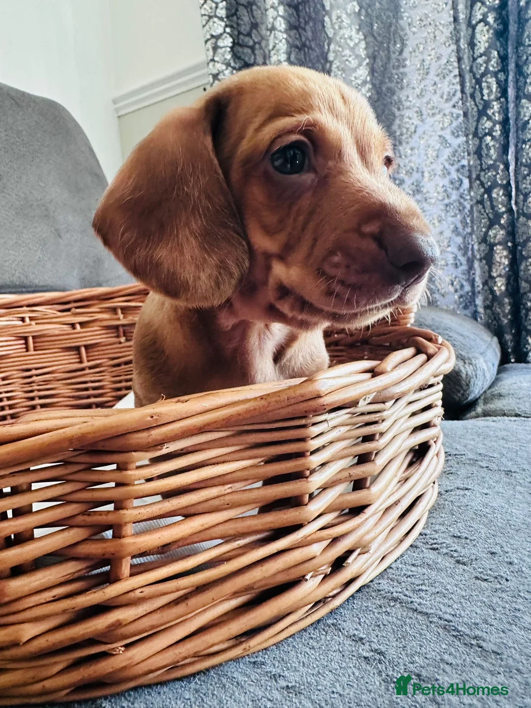 Miniature Dachshund dogs for sale: Miniature dapple dachshund puppies  - Advert 5