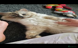 Ragdoll cats for sale: 4 Beautiful Ragdoll Kittens - Image 7