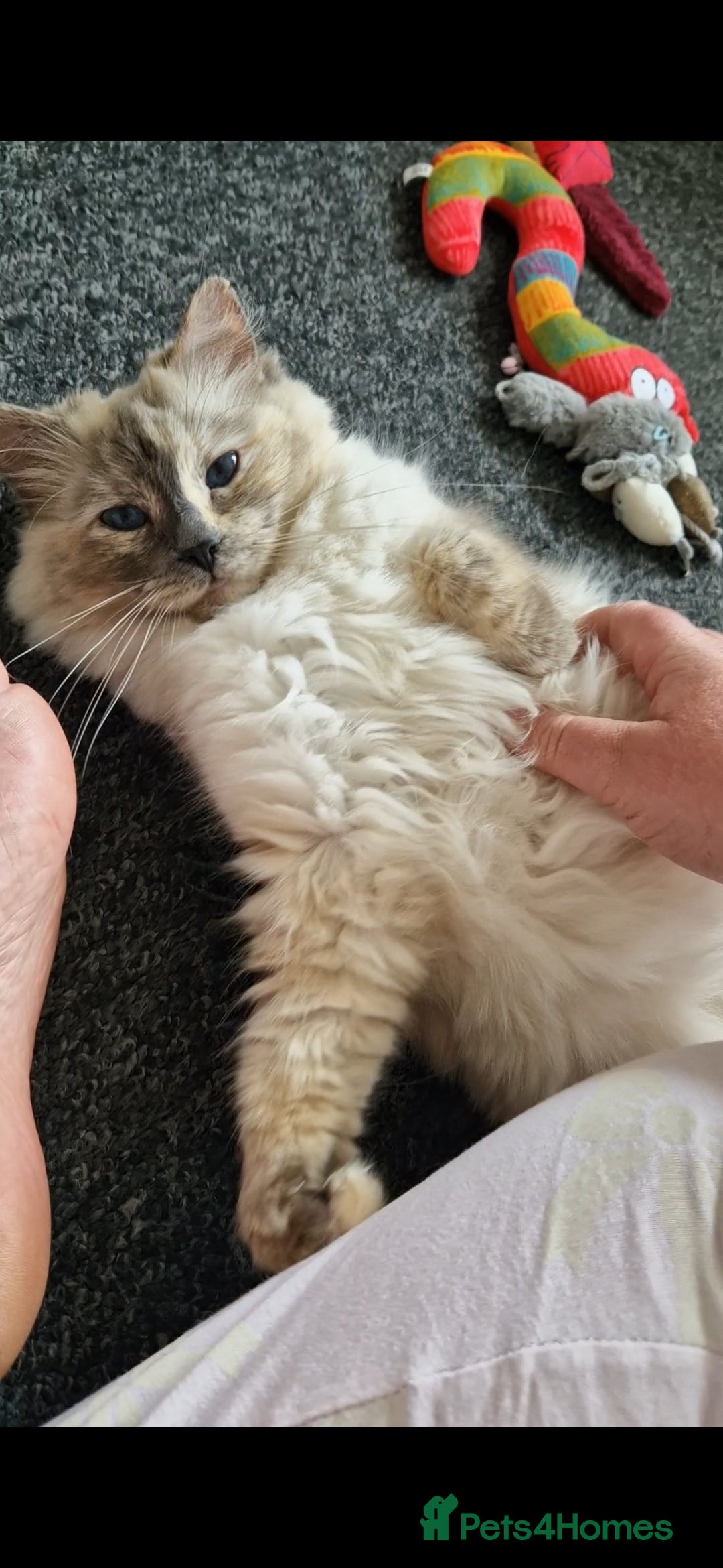 Ragdoll cats for sale: 4 Beautiful Ragdoll Kittens - Image 7
