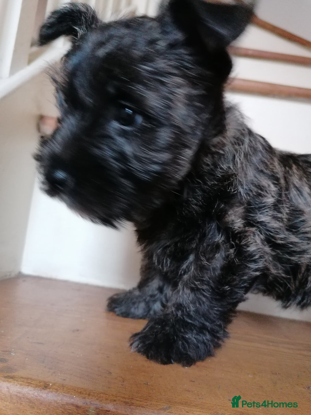 Cairn Terrier dogs for sale: Cairn/Westie pups - Image 10