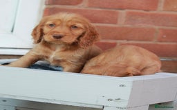 Cocker Spaniel dogs for sale: Full Cocker Spaniels Puppies  - Image 30