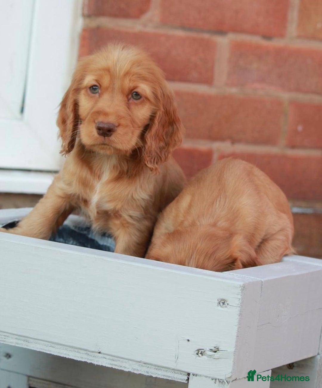 Cocker Spaniel dogs for sale: Full Cocker Spaniels Puppies  - Image 30