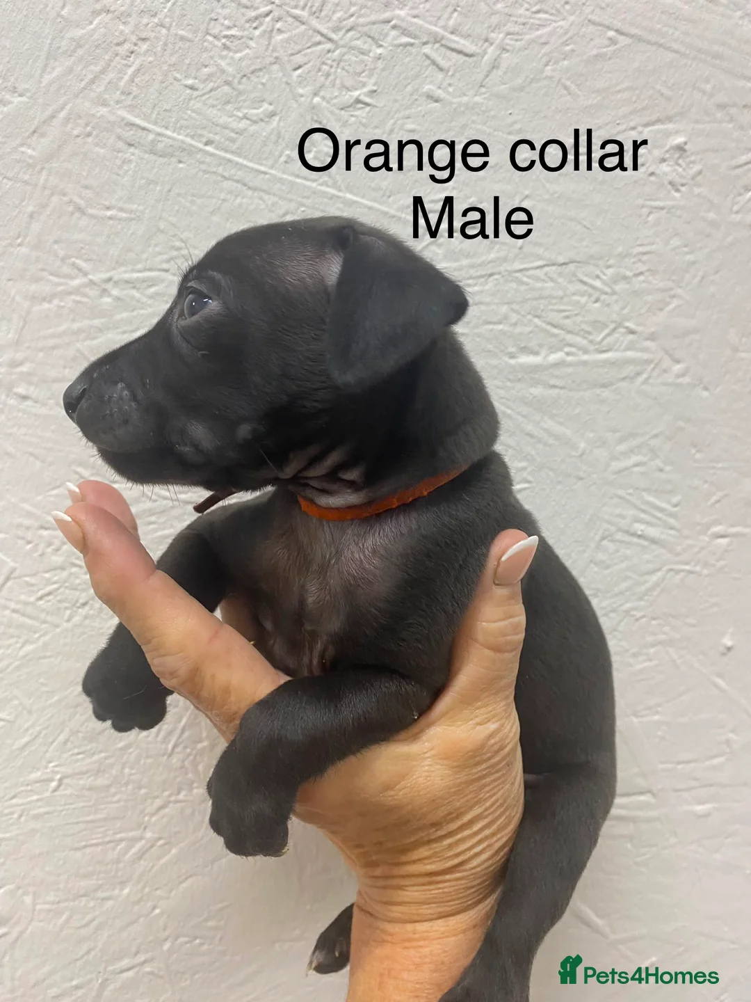 Italian Greyhound dogs for sale: 8 Italian greyhound puppies in Burton-on-Trent - Advert 19