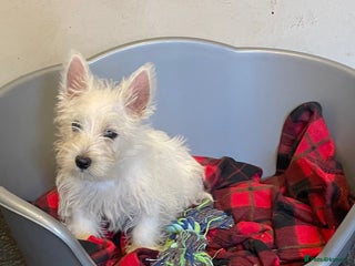 West Highland Terrier dogs Beautiful Westie puppies - Advert 7