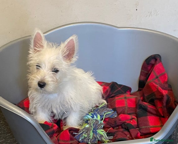 West Highland Terrier dogs Beautiful Westie puppies - Advert 6