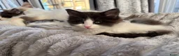 Turkish Van cats for sale: Stunning Turkish van mix READY NOW - Advert 7