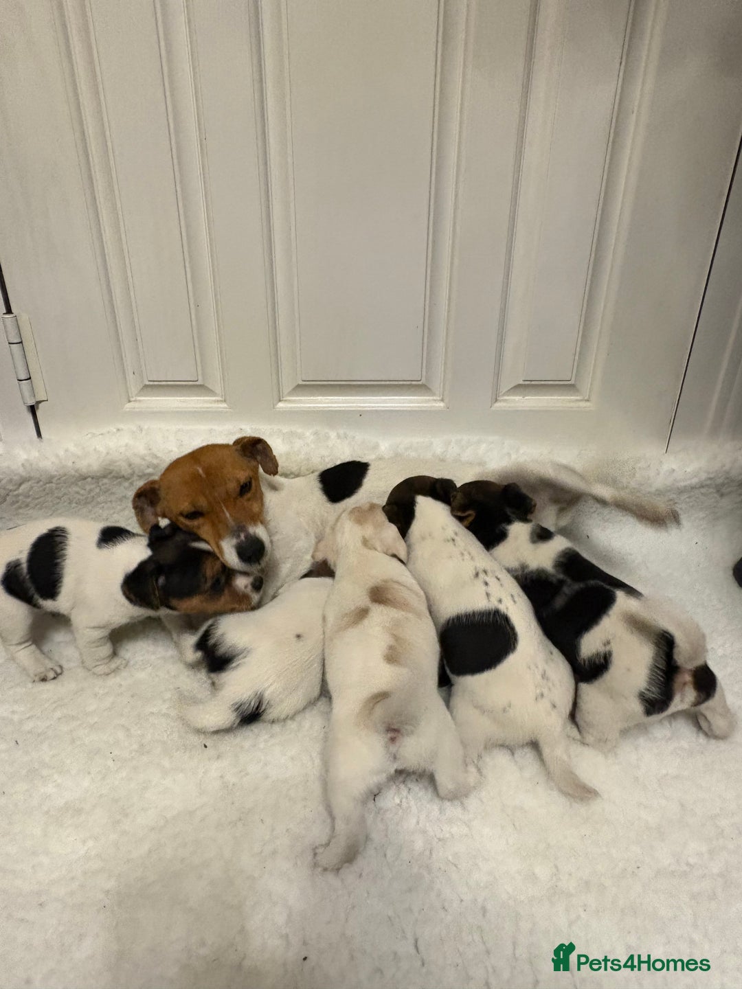 Jack Russell dogs for sale: Beautiful Jack Russell puppies - Advert 2