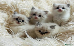 Ragdoll cats for sale: Ragdoll kittens for sale - Advert 1