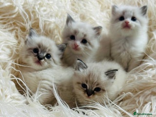Ragdoll cats Ragdoll kittens for sale - Advert 2