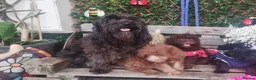 Cockapoo dogs for sale: Adorable flb cockapoo puppies  - Advert 13