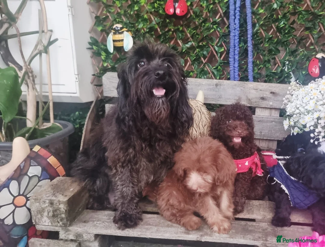 Cockapoo dogs for sale: Adorable flb cockapoo puppies  - Advert 13