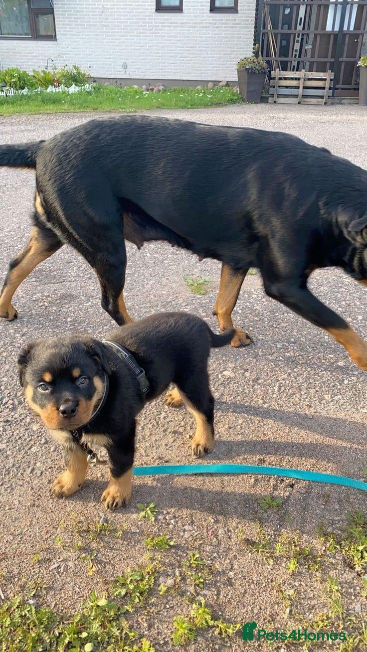 Rottweiler dogs Loving Rottweiler puppies ready now - Advert 15