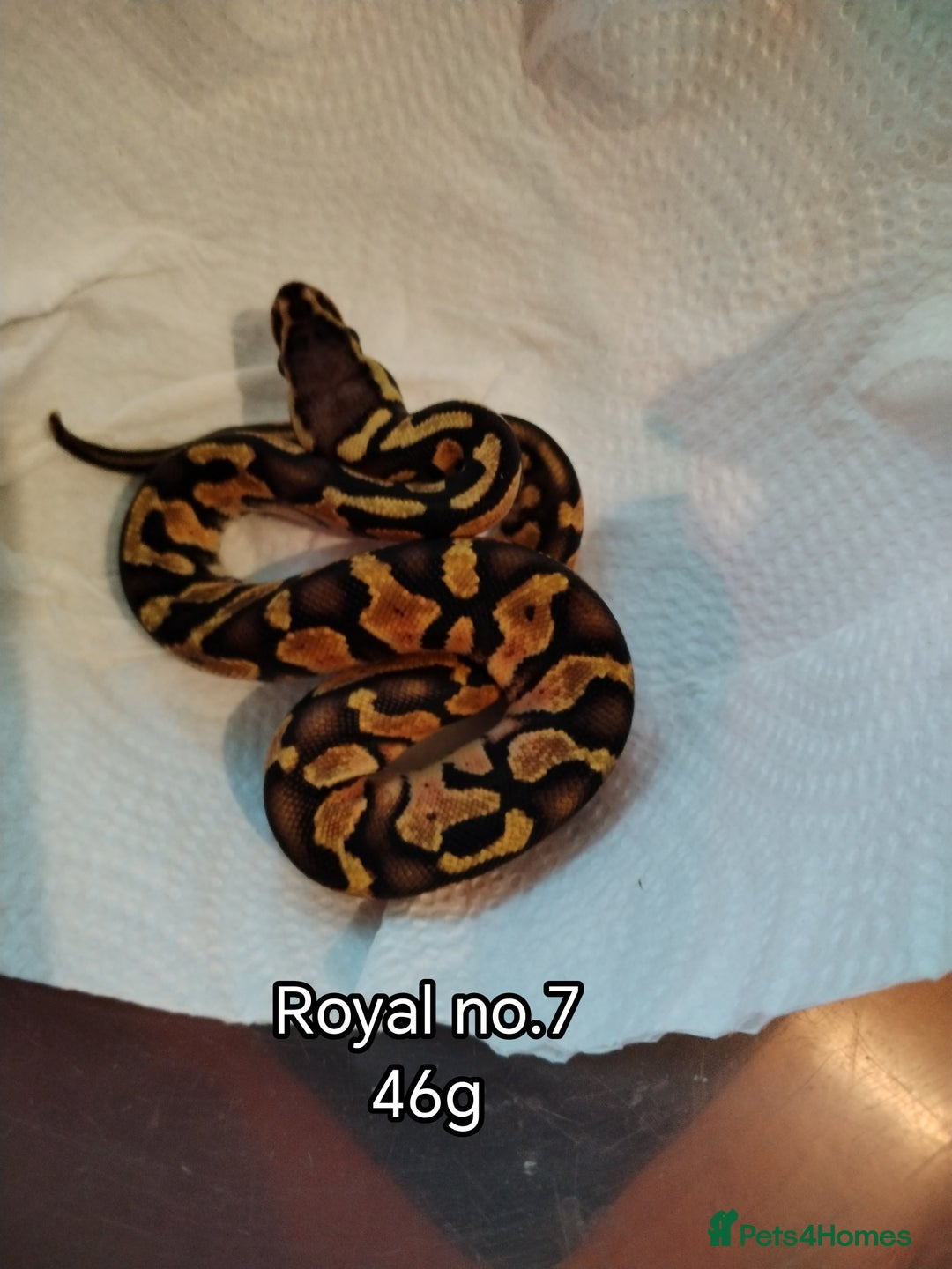 Python Snake reptiles for sale: Royal python juveniles  - Image 2