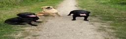 Labrador Retriever dogs for sale: Kc reg Labrador pups  - Advert 4