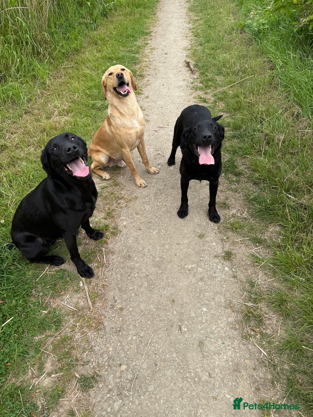 Labrador Retriever dogs for sale: Kc reg Labrador pups  - Advert 4
