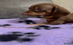 Miniature Dachshund dogs for sale: 3 chocolate and tan miniature dachshund puppies - Image 8