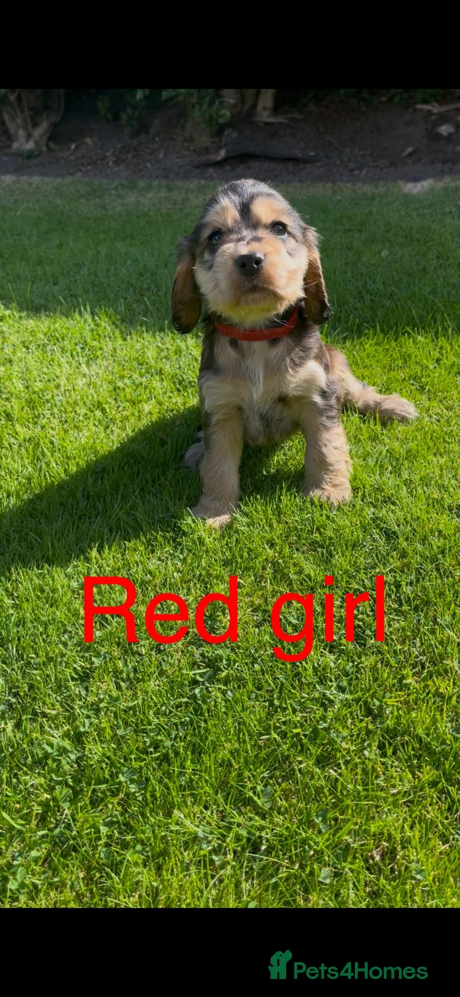 Cocker Spaniel dogs Kc reg show cockers - Advert 2
