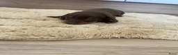 Dachshund dogs for sale: Chocolate tri dachshund in Bury Saint Edmunds - Advert 21