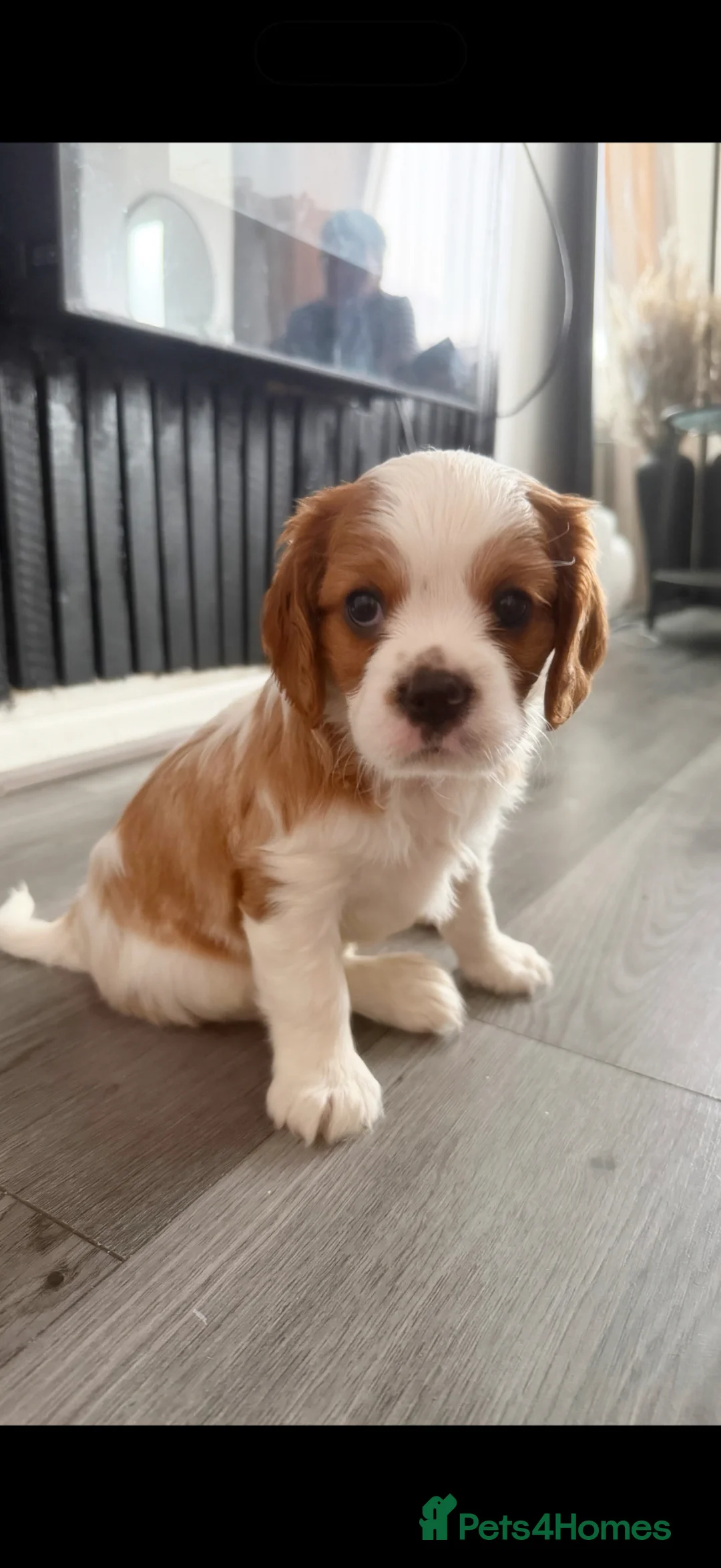Cavalier King Charles Spaniel dogs for sale: Cavalier king charles spaniels 3 males left - Advert 2