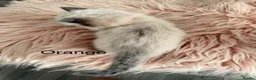 Ragdoll cats for sale: Seal bicolour & seal point  ragdolls  - Advert 26