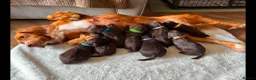 Cockapoo dogs for sale: Beautiful F1 cockapoo puppies - Advert 3